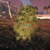 With the help of our extensive guide, discover the mysteries of the dope plant fivem. Learn everything there is to know about this intriguing subject,